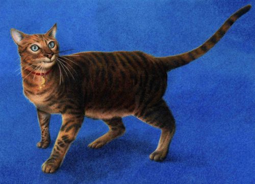 big blue pussycat